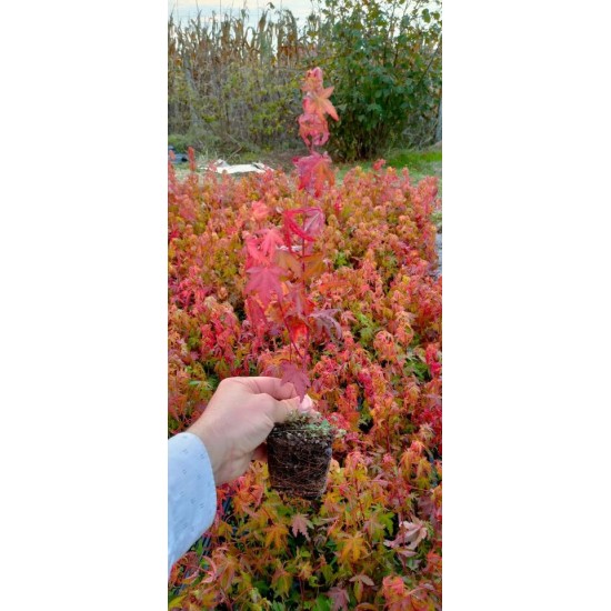 Japon Akçaağac Acer palmatum Ağacı 80-100 cm