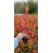 Japon Akçaağac Acer palmatum Ağacı 80-100 cm