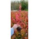 Japon Akçaağac Acer palmatum Ağacı 80-100 cm