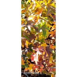 Amerikan Sığla  Ağacı Liquidambar Styraciflua