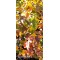 Amerikan Sığla  Ağacı Liquidambar Styraciflua
