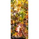 Amerikan Sığla  Ağacı Liquidambar Styraciflua