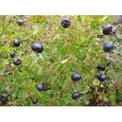 Rosa rugosa Yediveren SiyahKuşburnu
