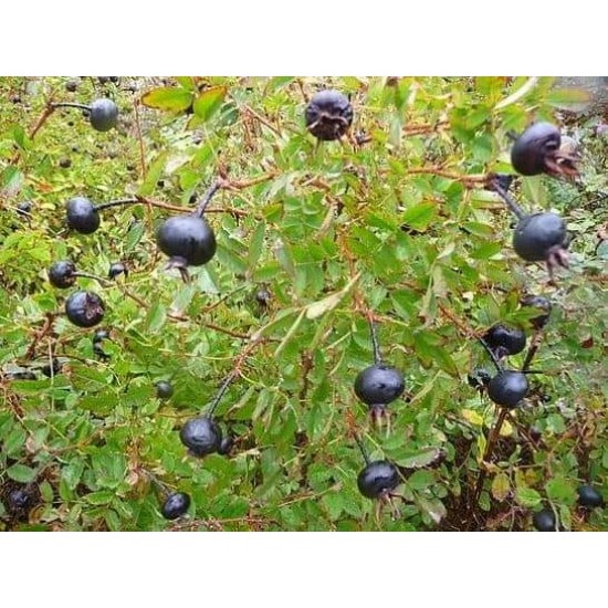 Rosa rugosa Yediveren SiyahKuşburnu