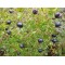 Rosa rugosa Yediveren SiyahKuşburnu