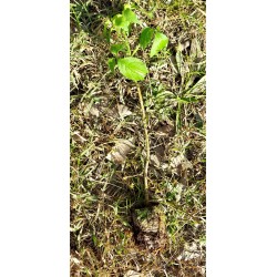 Kara mürver (Sambucus nigra) Doku Kültürü
