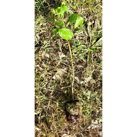 Kara mürver (Sambucus nigra) Doku Kültürü