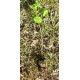 Kara mürver (Sambucus nigra) Doku Kültürü