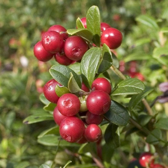 Turna yemişi Cranberry Fidanı