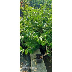 Güz Zeytini-Güz Yemişi Kırmızı 60 cm Saksılı