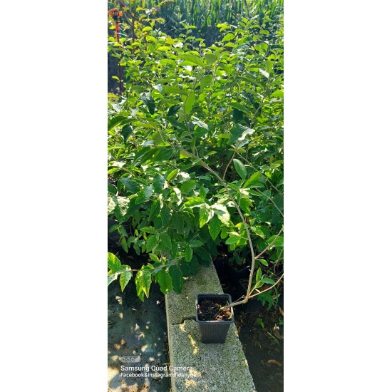 Güz Zeytini-Güz Yemişi Kırmızı 60 cm Saksılı