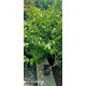Güz Zeytini-Güz Yemişi Kırmızı 60 cm Saksılı