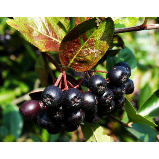 Aronia Berry Doku Kültürü 4 yaş Saksılı 60.70 cm