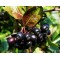 Aronia Berry Doku Kültürü 4 yaş Saksılı 60.70 cm