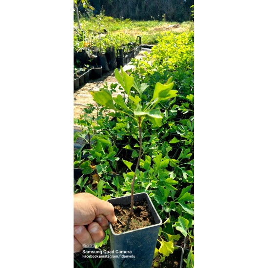 Ginkgo Biloba Mabet Ağacı 20 cm