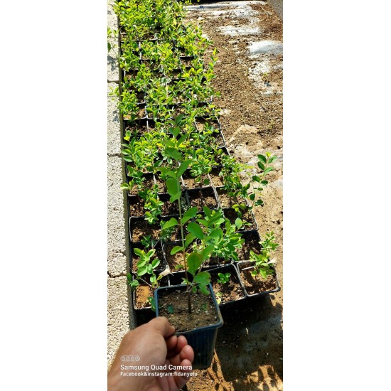 Beyaz İnci Çalısı Caprifoliaceae 20 cm