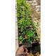 Beyaz İnci Çalısı Caprifoliaceae 20 cm