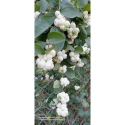 Beyaz İnci Çalısı Caprifoliaceae 20 cm