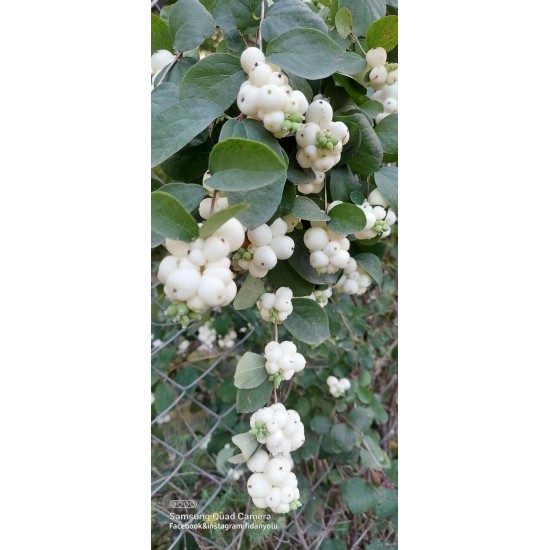 Beyaz İnci Çalısı Caprifoliaceae 20 cm
