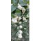 Beyaz İnci Çalısı Caprifoliaceae 20 cm