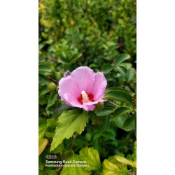 Ağaç Hatmi Hibiscus sinensis Tüplü Pembe 1,50 metre