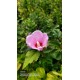 Ağaç Hatmi Hibiscus sinensis Tüplü Pembe 1,50 metre
