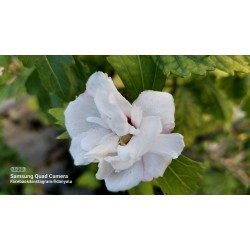 Ağaç Hatmi Hibiscus sinensis Tüplü Beyaz 1,50 metre
