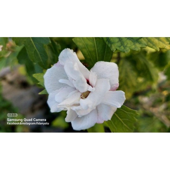 Ağaç Hatmi Hibiscus sinensis Tüplü Beyaz 1,50 metre