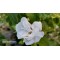 Ağaç Hatmi Hibiscus sinensis Tüplü Beyaz 1,50 metre
