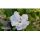 Ağaç Hatmi Hibiscus sinensis Tüplü Beyaz 1,50 metre