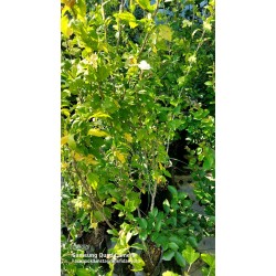 Ağaç Hatmi Hibiscus sinensis Tüplü Beyaz 1,50 metre