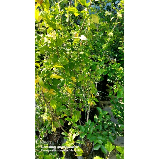 Ağaç Hatmi Hibiscus sinensis Tüplü Beyaz 1,50 metre