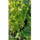 Ağaç Hatmi Hibiscus sinensis Tüplü Beyaz 1,50 metre