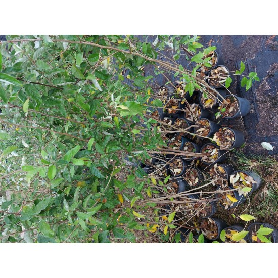 Güz Zeytini-Güz Yemişi Kırmızı 1 metre  Saksılı