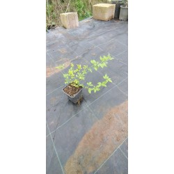Sarı Yasemin Fidanı (jasminum Humile) 30 cm