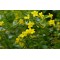 Sarı Yasemin Fidanı (jasminum Humile) 30 cm