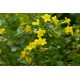 Sarı Yasemin Fidanı (jasminum Humile) 30 cm