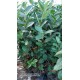 Aronia Berry Doku Kültürü 4 yaş Saksılı 60.70 cm