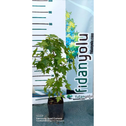 Amerikan Sığla  Ağacı Liquidambar Styraciflua