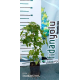 Amerikan Sığla  Ağacı Liquidambar Styraciflua