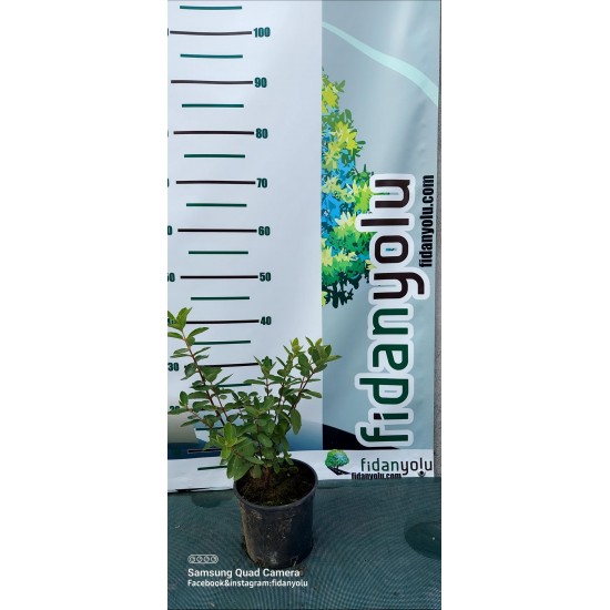 Balyemiş - Wojtek Honeyberry Saksılı 40 cm