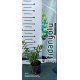 Balyemiş - Wojtek Honeyberry Saksılı 40 cm