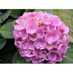 Pembe Ortanca Çiçeği