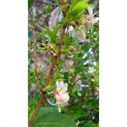 Yoğun kokulu kış hanımeli fidanı lonicera fragrantissima 60 cm 
