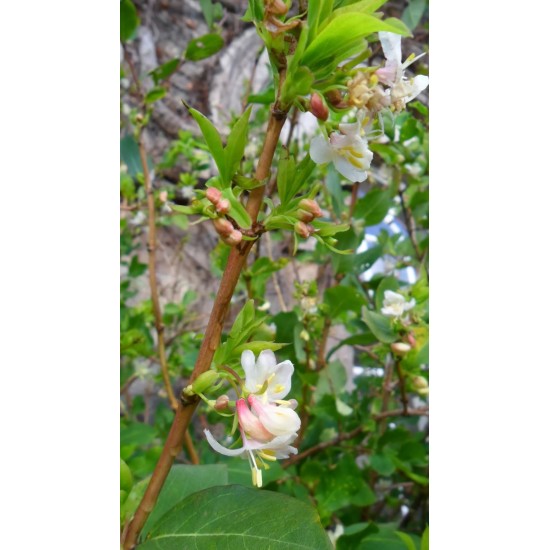 Yoğun kokulu kış hanımeli fidanı lonicera fragrantissima
