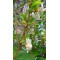 Yoğun kokulu kış hanımeli fidanı lonicera fragrantissima