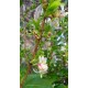 Yoğun kokulu kış hanımeli fidanı lonicera fragrantissima