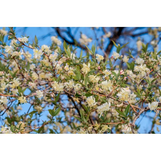 Yoğun kokulu kış hanımeli fidanı lonicera fragrantissima