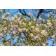 Yoğun kokulu kış hanımeli fidanı lonicera fragrantissima