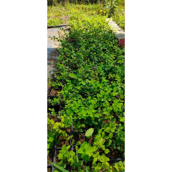 Yoğun kokulu kış hanımeli fidanı lonicera fragrantissima